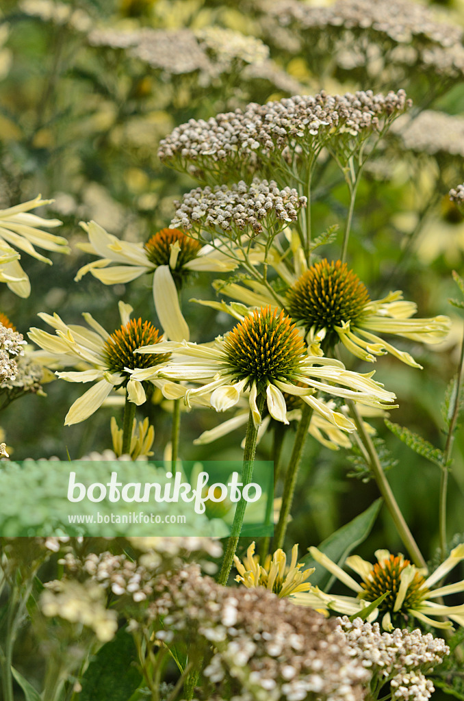 523033 - Purple cone flower (Echinacea purpurea 'Sunrise') and fernleaf yarrow (Achillea filipendulina 'Credo')