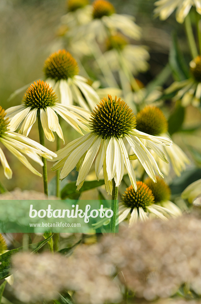 523034 - Purple cone flower (Echinacea purpurea 'Sunrise')