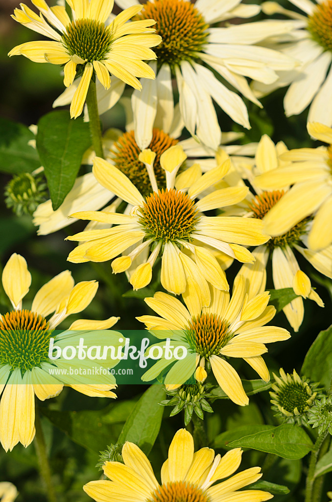 534401 - Purple cone flower (Echinacea purpurea 'Sunrise')