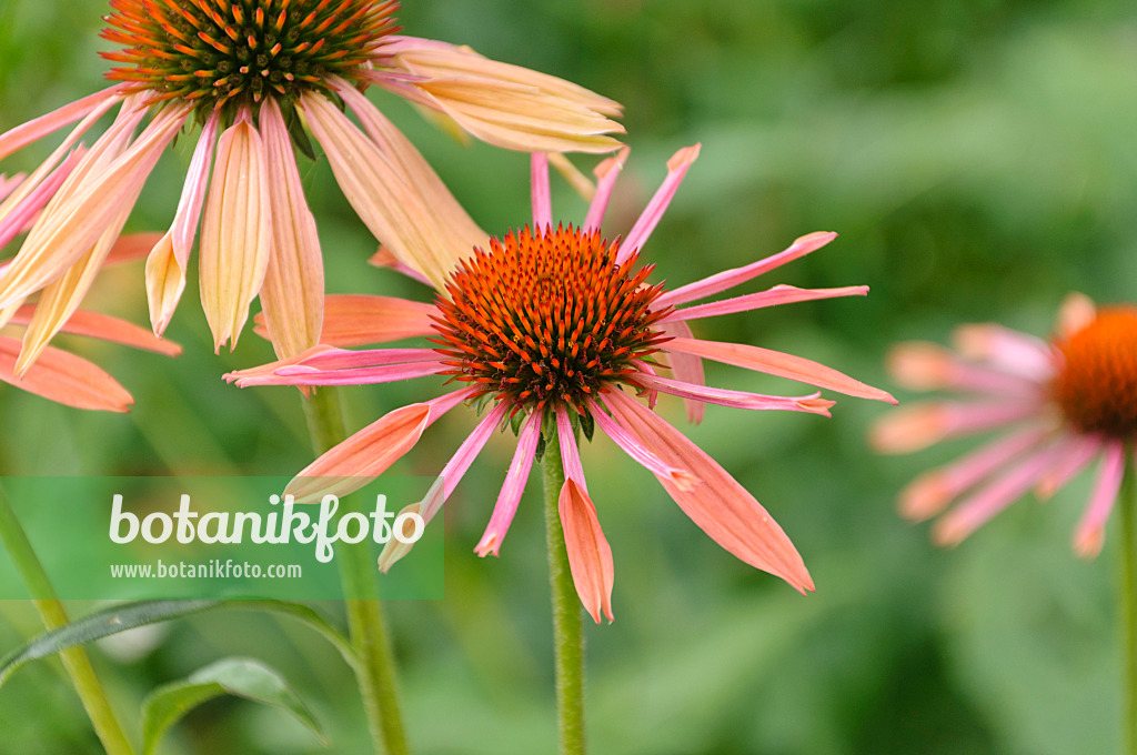 487042 - Purple cone flower (Echinacea purpurea 'Sunset')