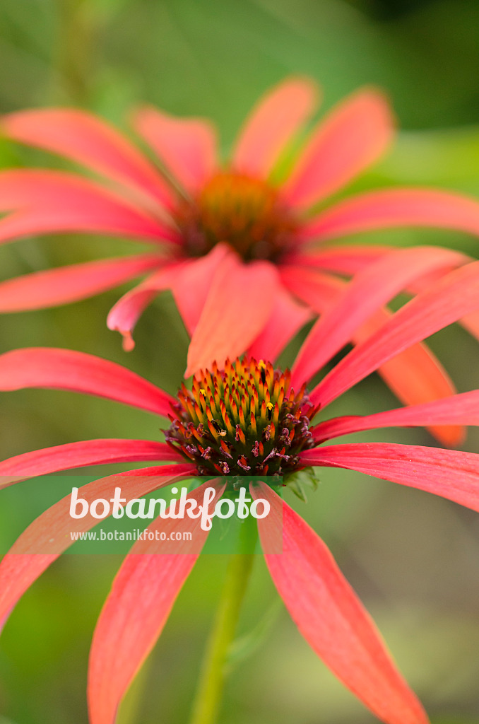 535207 - Purple cone flower (Echinacea purpurea 'Tomato Soup')