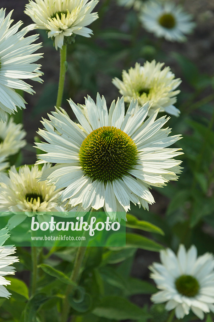 511182 - Purple cone flower (Echinacea purpurea 'Virgin')