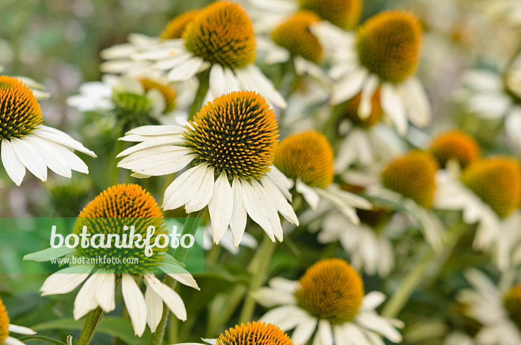 523222 - Purple cone flower (Echinacea purpurea 'White Swan')