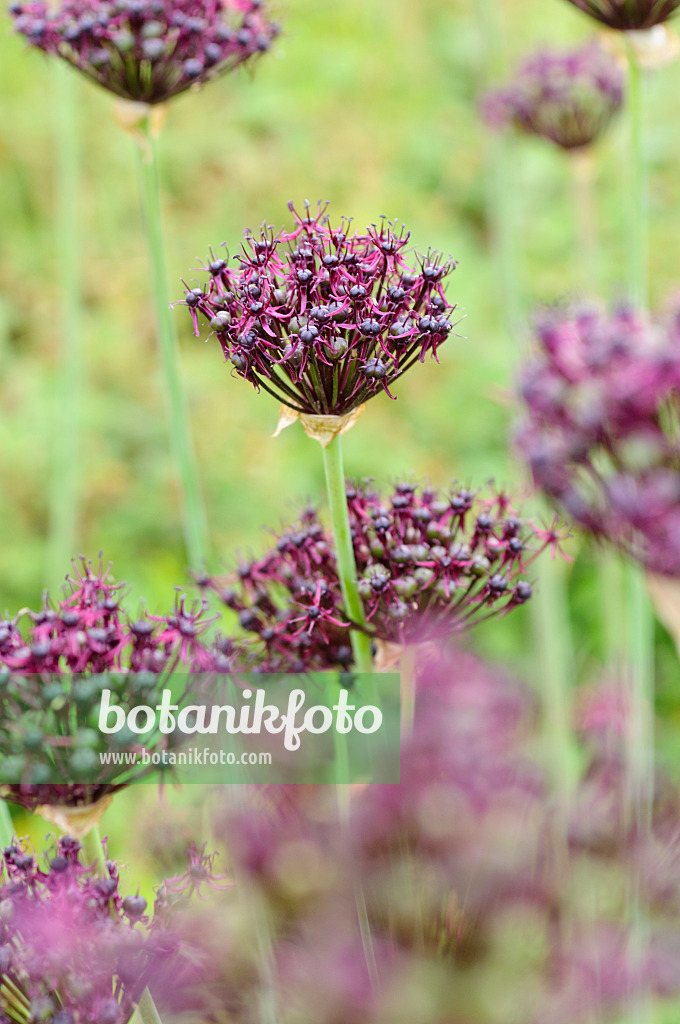 485101 - Purple-flowered onion (Allium atropurpureum)