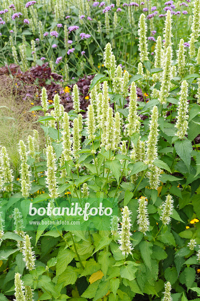 487028 - Purple giant hyssop (Agastache rugosa 'Alabaster')