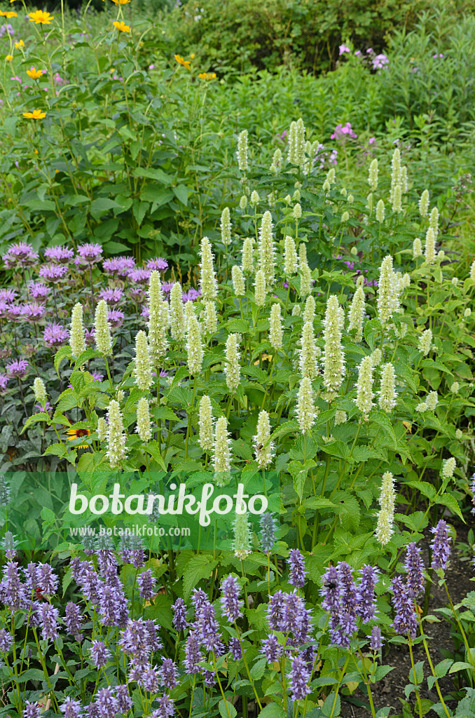 498091 - Purple giant hyssop (Agastache rugosa 'Alba'), anise hyssop (Agastache foeniculum) and wild bergamot (Monarda fistulosa)