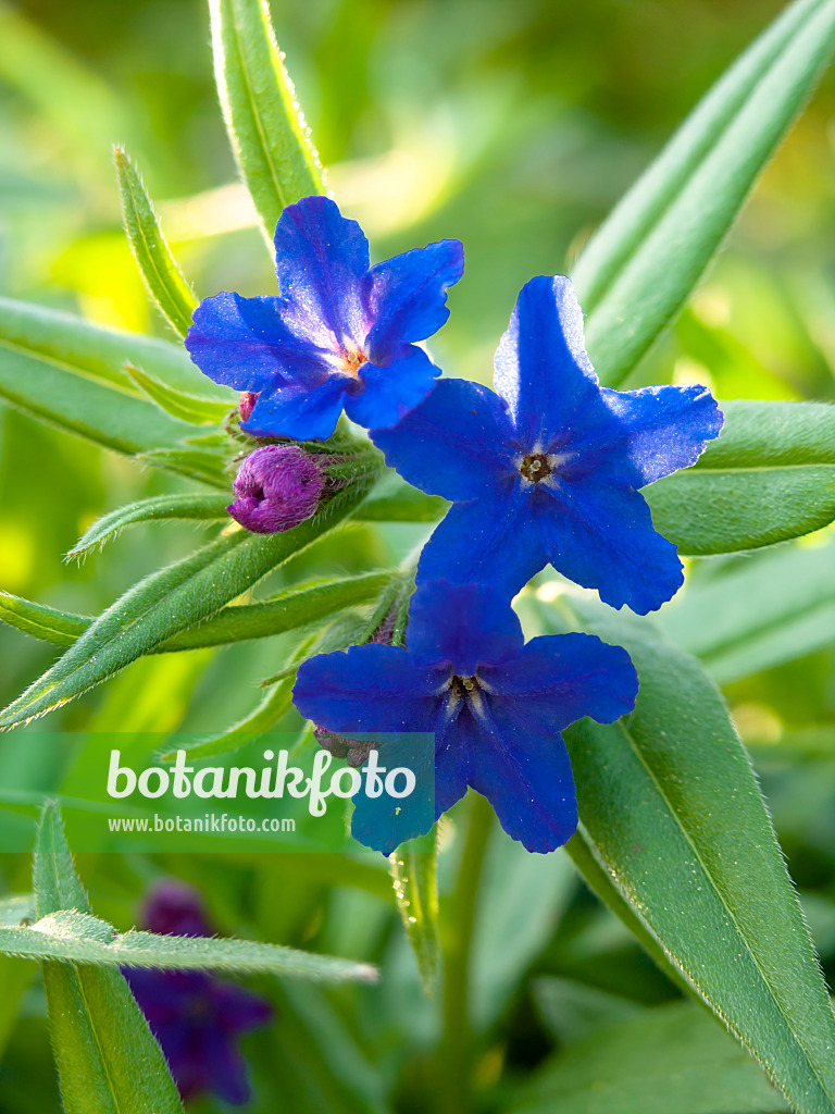 437218 - Purple gromwell (Lithospermum purpureocaeruleum)