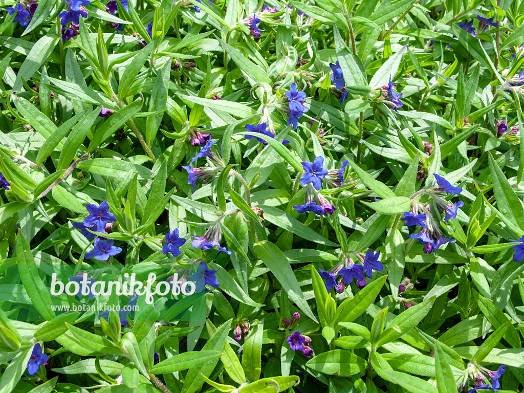 437438 - Purple gromwell (Lithospermum purpureocaeruleum)