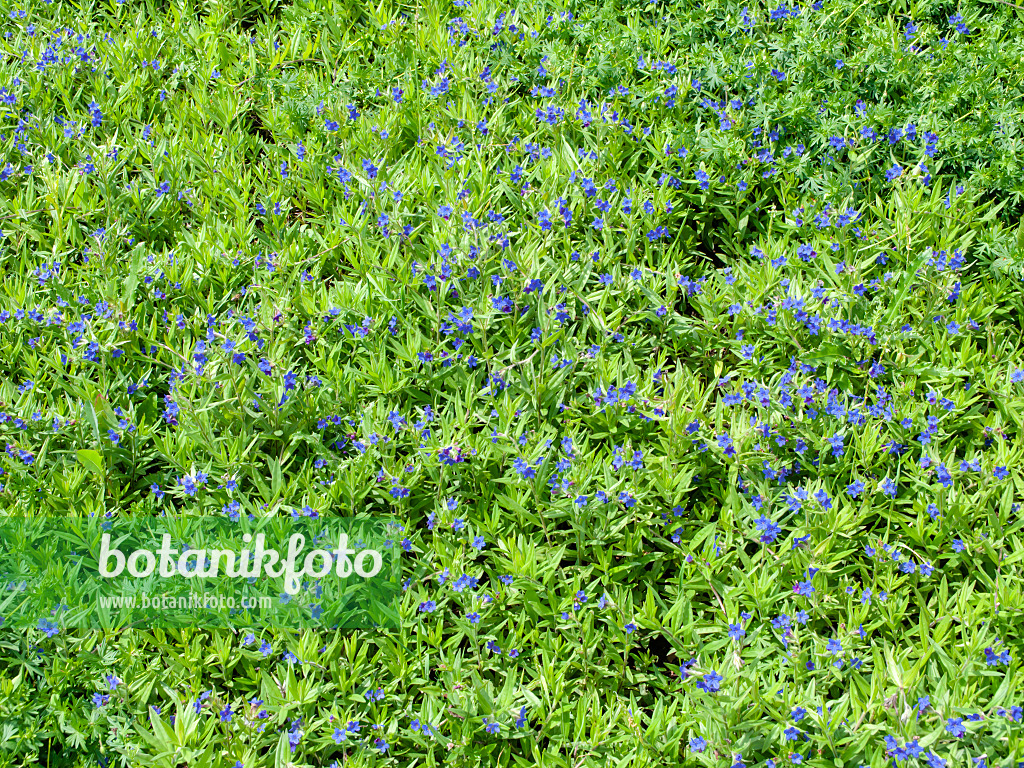 437448 - Purple gromwell (Lithospermum purpureocaeruleum)