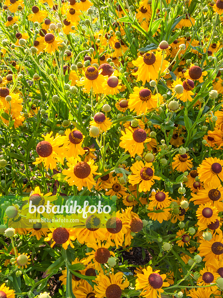 416060 - Purple head sneezeweed (Helenium flexuosum)