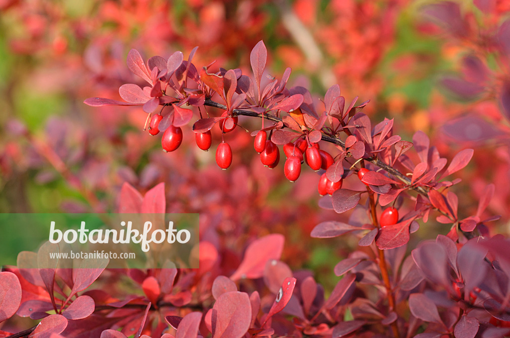 489110 - Purple leaf barberry (Berberis thunbergii 'Atropurpurea')