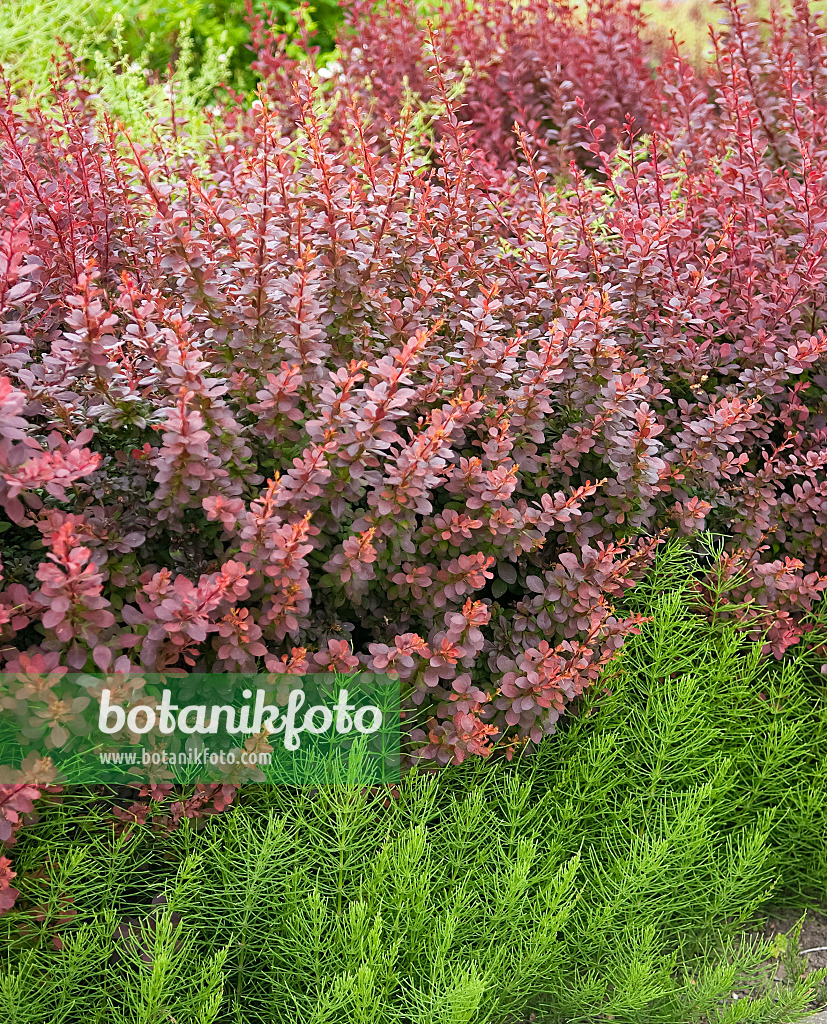 490036 - Purple leaf barberry (Berberis thunbergii 'Atropurpurea')