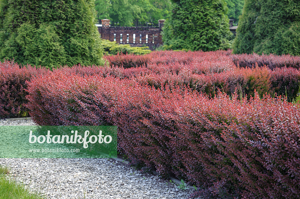 535259 - Purple leaf barberry (Berberis thunbergii 'Atropurpurea')