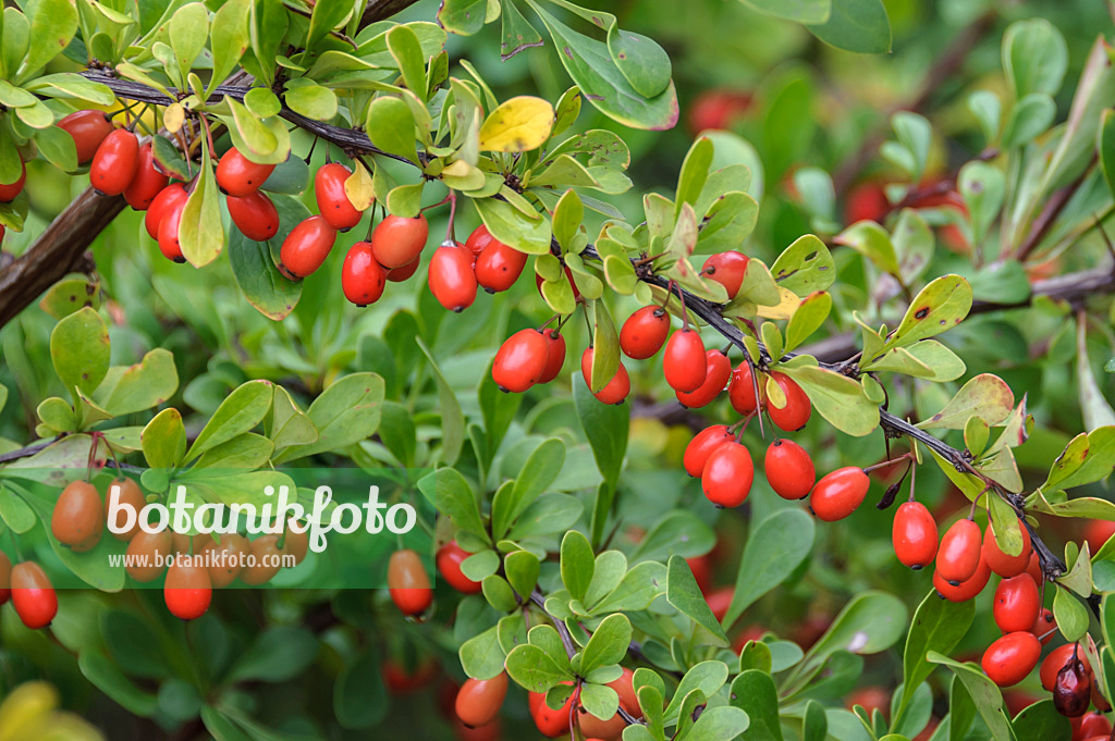 535261 - Purple leaf barberry (Berberis thunbergii)