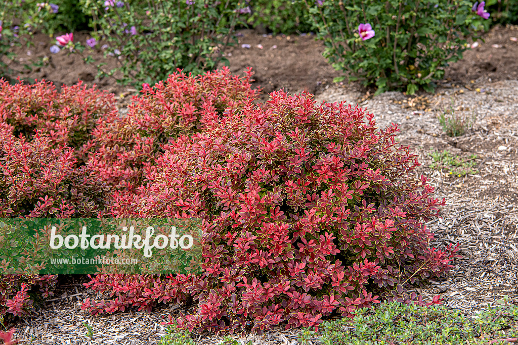 616162 - Purple leaf barberry (Berberis thunbergii 'Admiration')