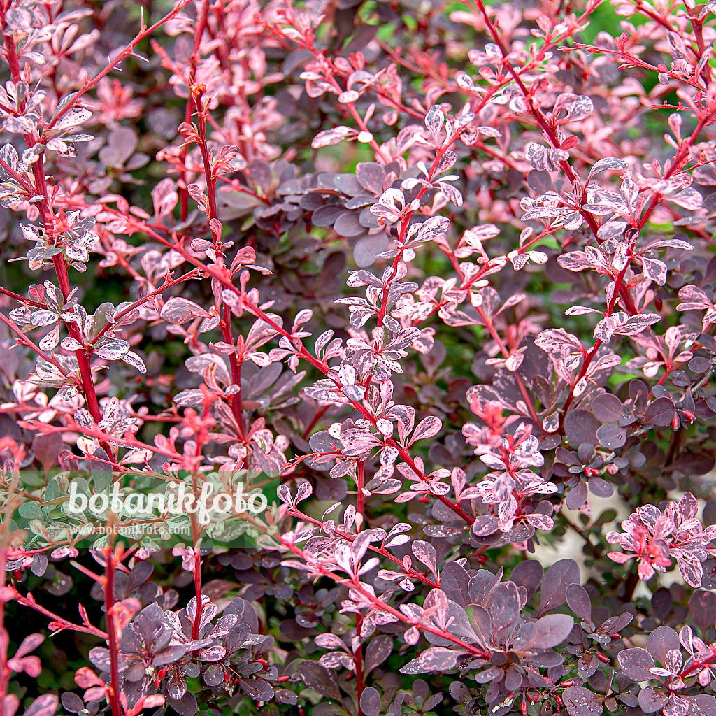 616166 - Purple leaf barberry (Berberis thunbergii 'Harlequin')