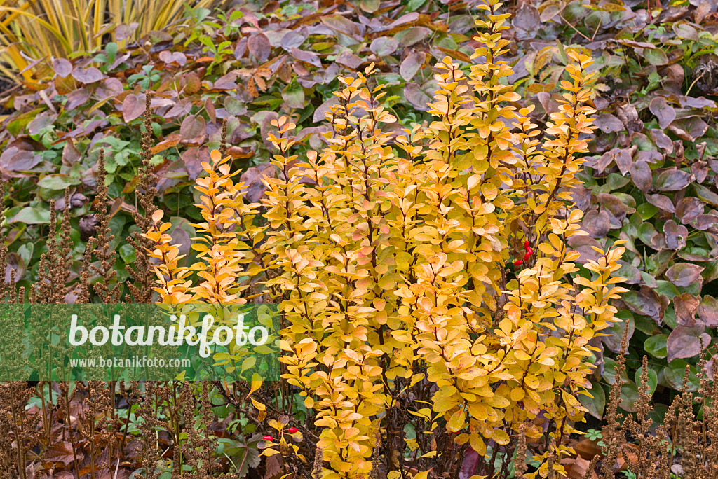 576024 - Purple leaf barberry (Berberis thunbergii 'Golden Rocket')