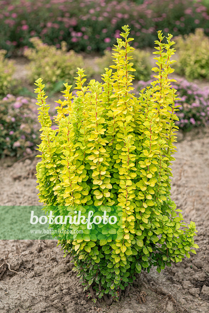 616170 - Purple leaf barberry (Berberis thunbergii 'Maria')