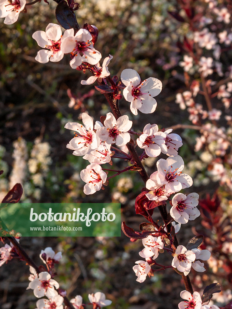 412055 - Purple leaf sand cherry (Prunus x cistena)