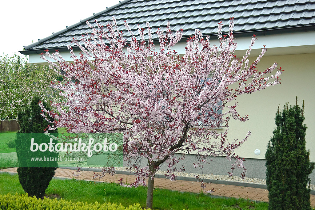 502364 - Purple leaf sand cherry (Prunus x cistena)