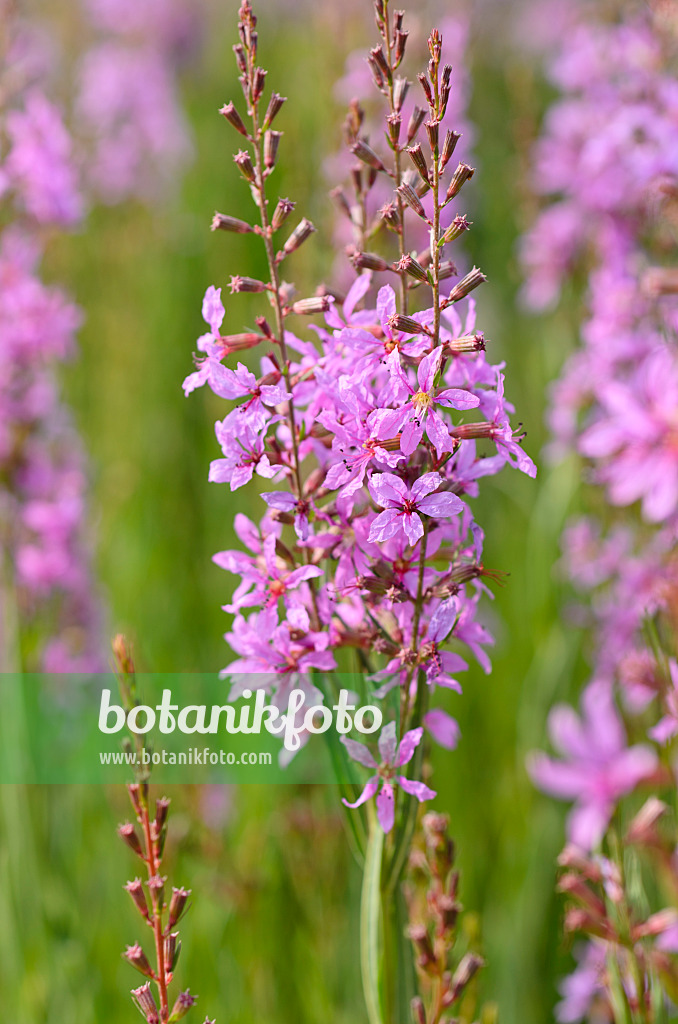 497299 - Purple loosestrife (Lythrum salicaria)