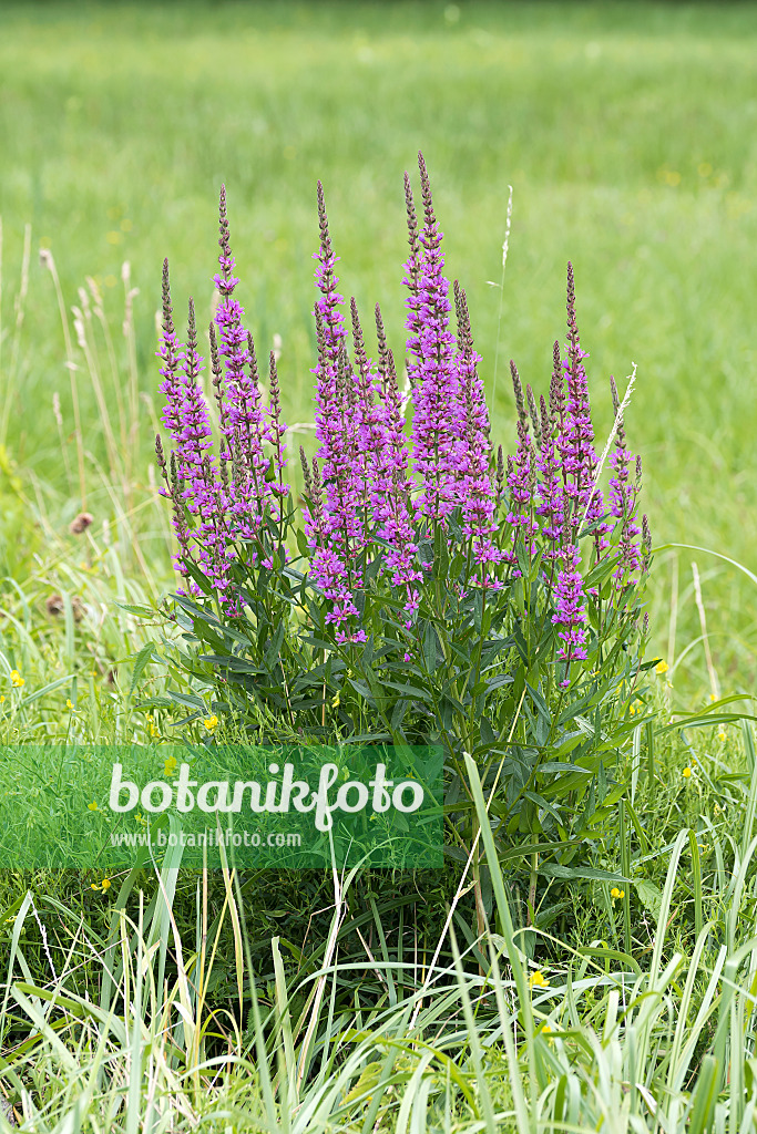 616421 - Purple loosestrife (Lythrum salicaria)