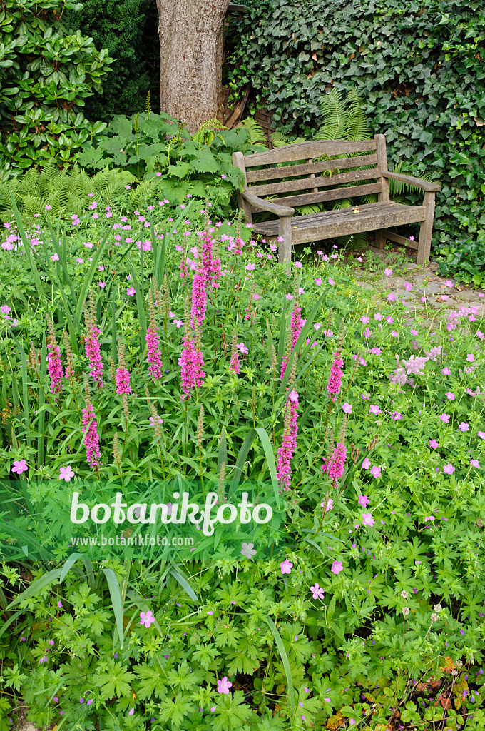 474046 - Purple loosestrife (Lythrum salicaria) and cranesbill (Geranium)