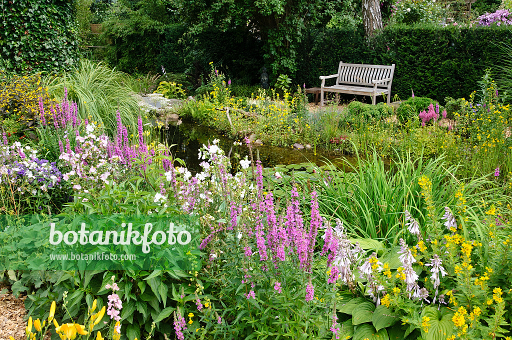 474110 - Purple loosestrife (Lythrum salicaria), dotted loosestrife (Lysimachia punctata) and mallow (Malva) at a garden pond