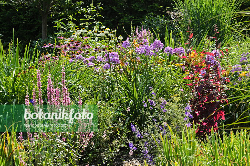 498297 - Purple loosestrife (Lythrum salicaria), purple cone flower (Echinacea purpurea), garden phlox (Phlox paniculata) and red garden orache (Atriplex hortensis var. rubra)