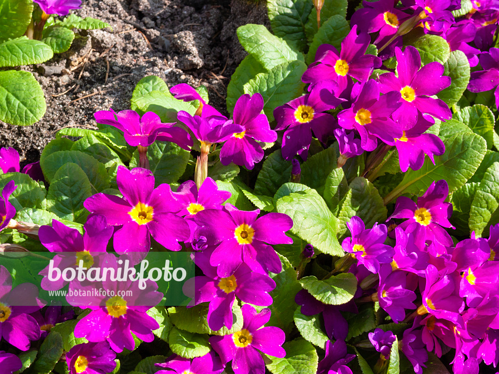 400143 - Purple primrose (Primula juliae 'Ostergruss')