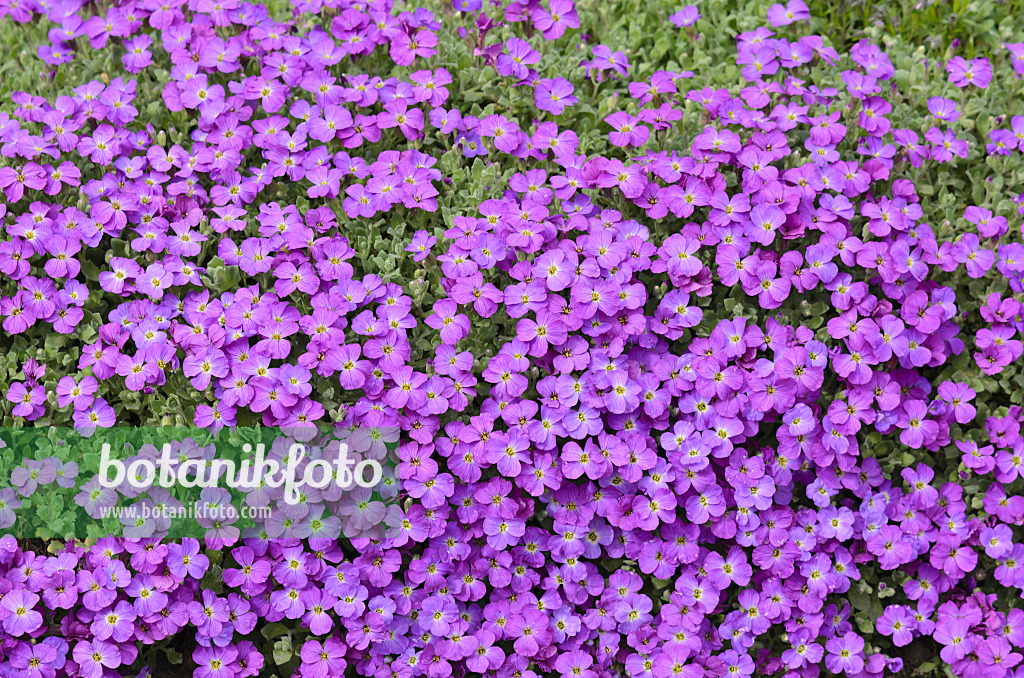 519188 - Purple rock cress (Aubrieta deltoidea)