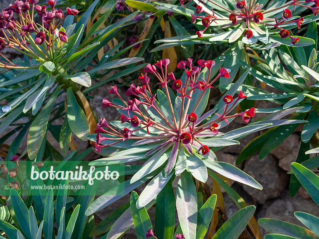 424096 - Purple spurge (Euphorbia atropurpurea)