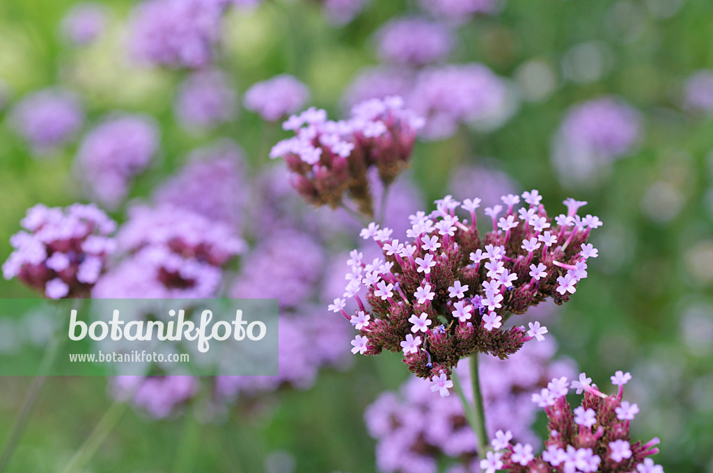 487185 - Purpletop vervain (Verbena bonariensis)