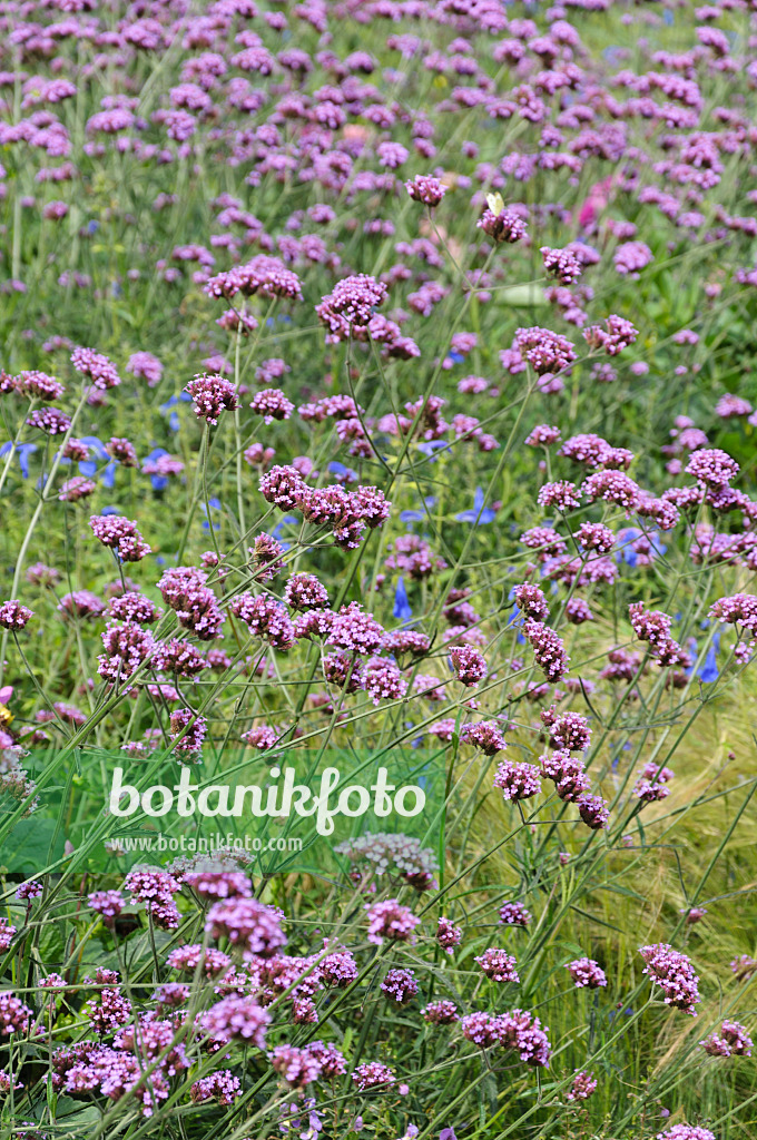 487214 - Purpletop vervain (Verbena bonariensis)