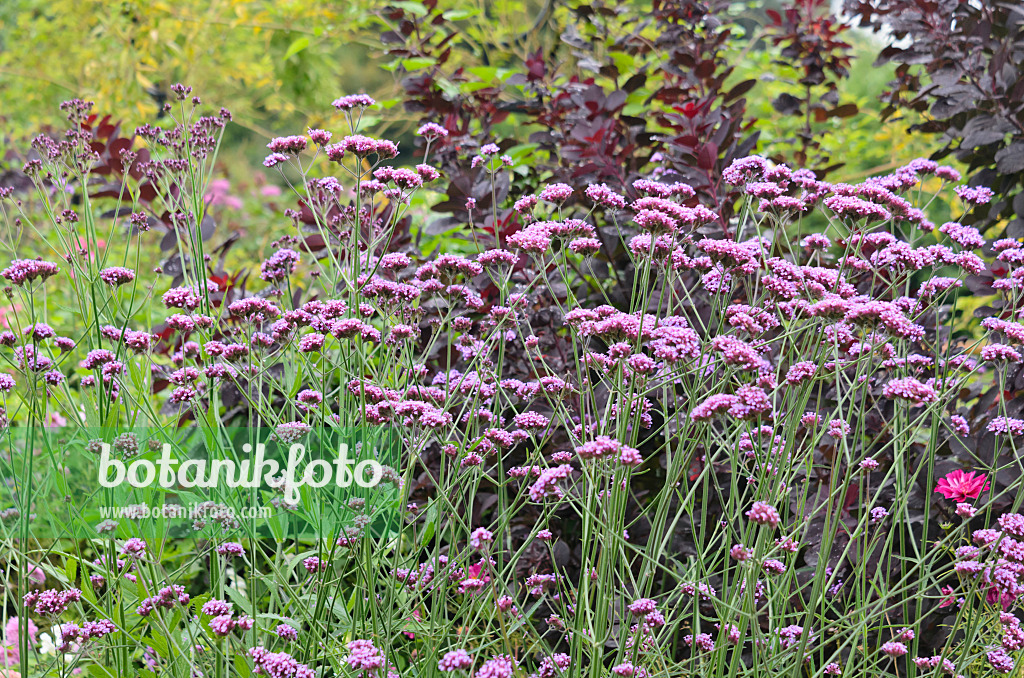 536042 - Purpletop vervain (Verbena bonariensis)