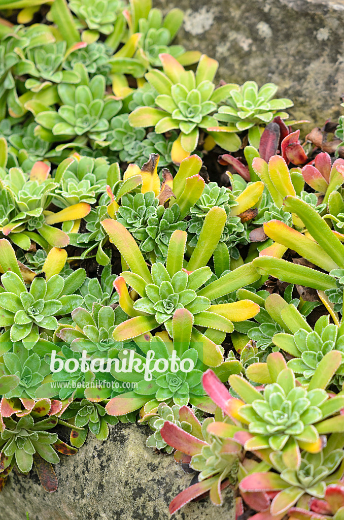 548086 - Pyramidal saxifrage (Saxifraga cotyledon 'Pyramidalis')