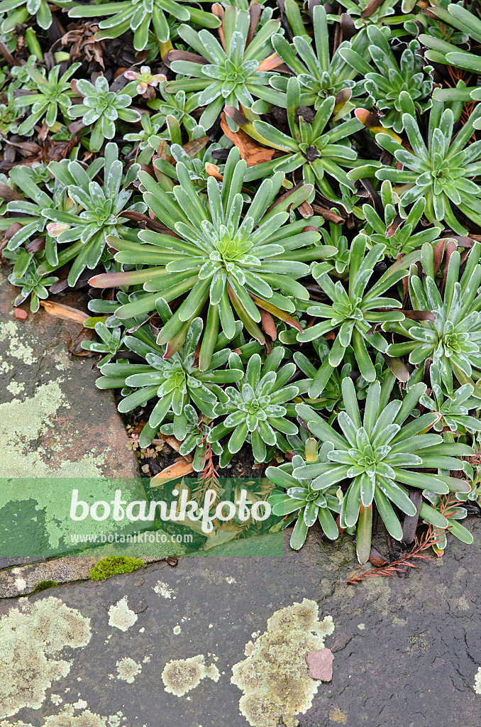 553017 - Pyramidal saxifrage (Saxifraga cotyledon 'Pyramidalis')