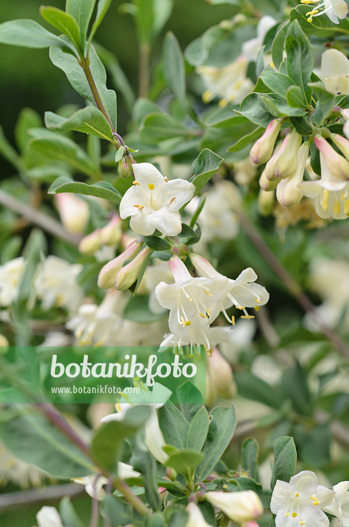 496138 - Pyrenean honeysuckle (Lonicera pyrenaica)