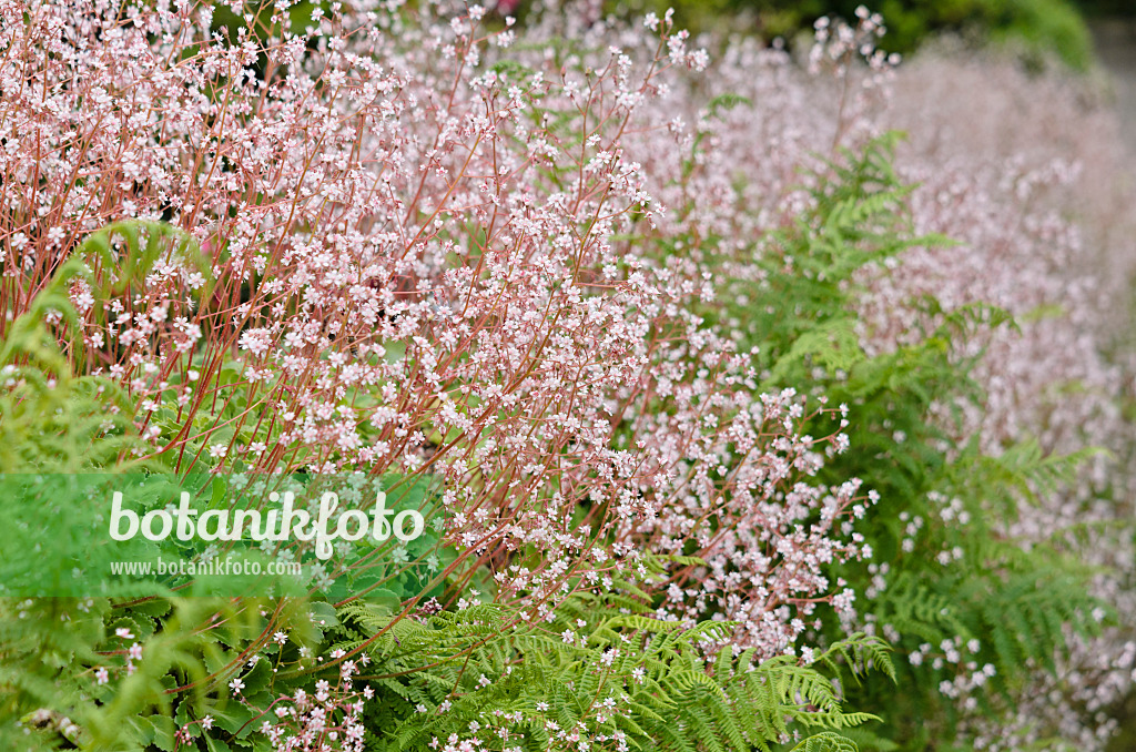 533337 - Pyrenean saxifrage (Saxifraga umbrosa)