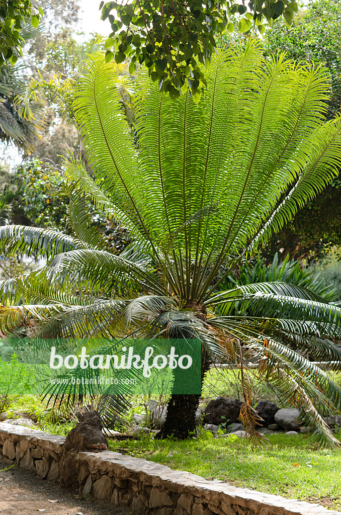 564148 - Queen sago palm (Cycas circinalis) behind a field stone wall in a tropical park