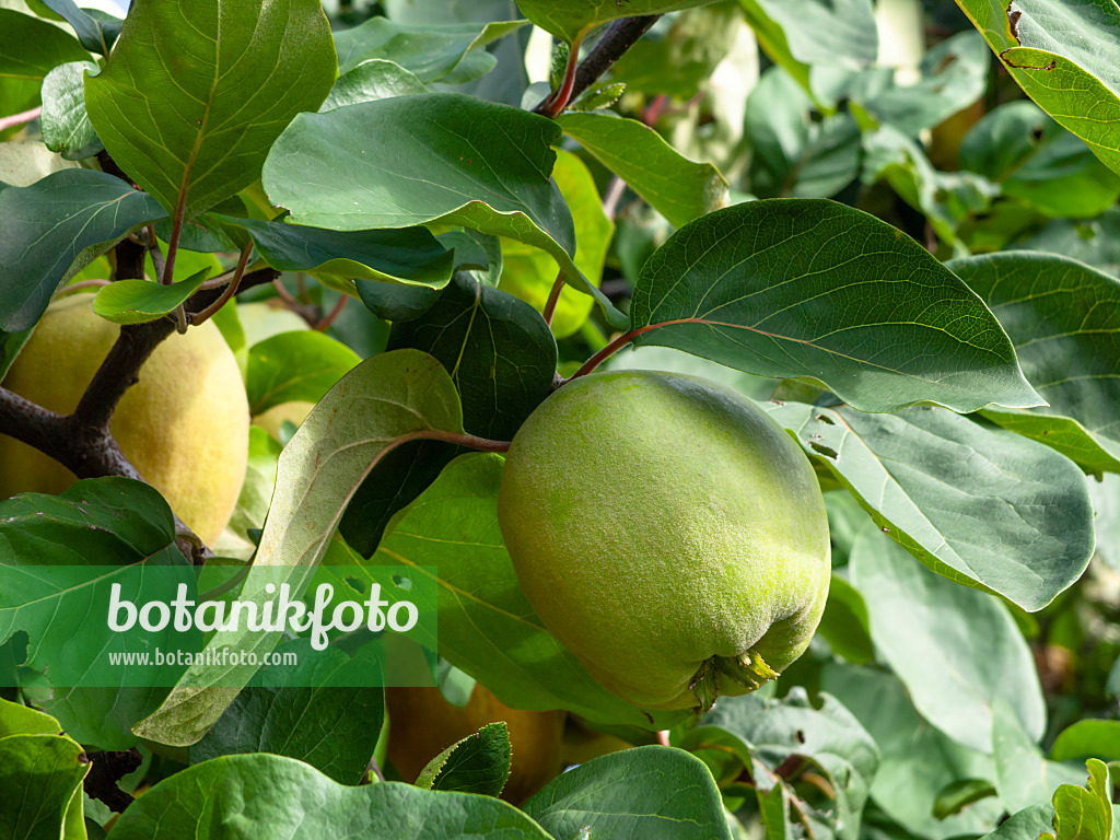 441036 - Quince (Cydonia oblonga)