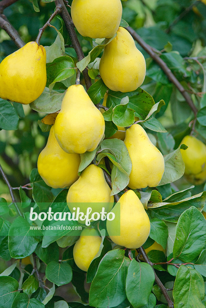 526093 - Quince (Cydonia oblonga 'Champion')