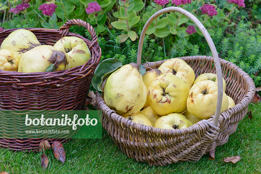 570133 - Quinces (Cydonia oblonga) in baskets