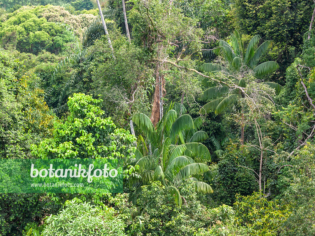 411262 - Rain forest, Central Catchment Nature Reserve, Singapore