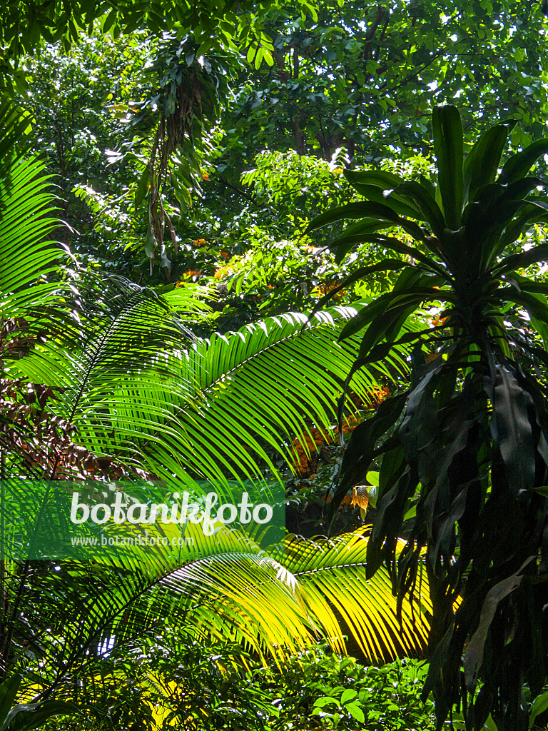 411168 - Rainforest with mighty palm branches