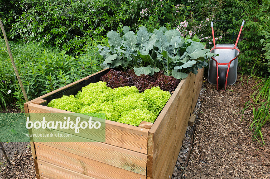 521072 - Raised bed with lettuce (Lactuca)