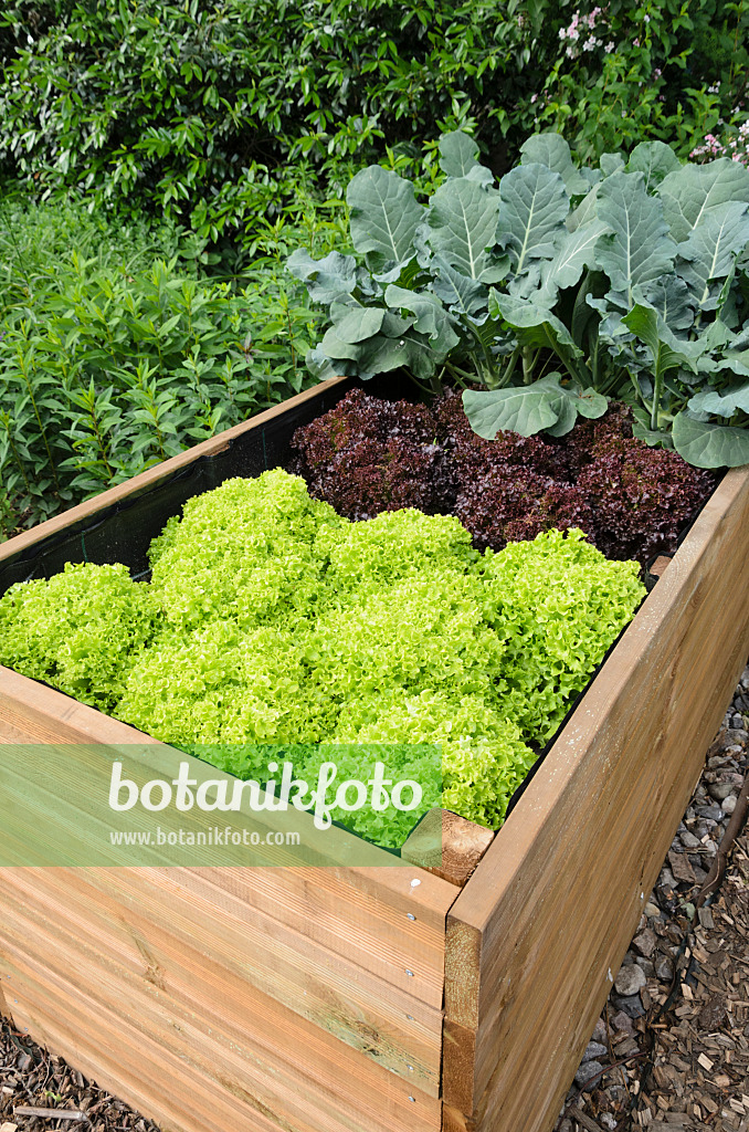 521073 - Raised bed with lettuce (Lactuca)