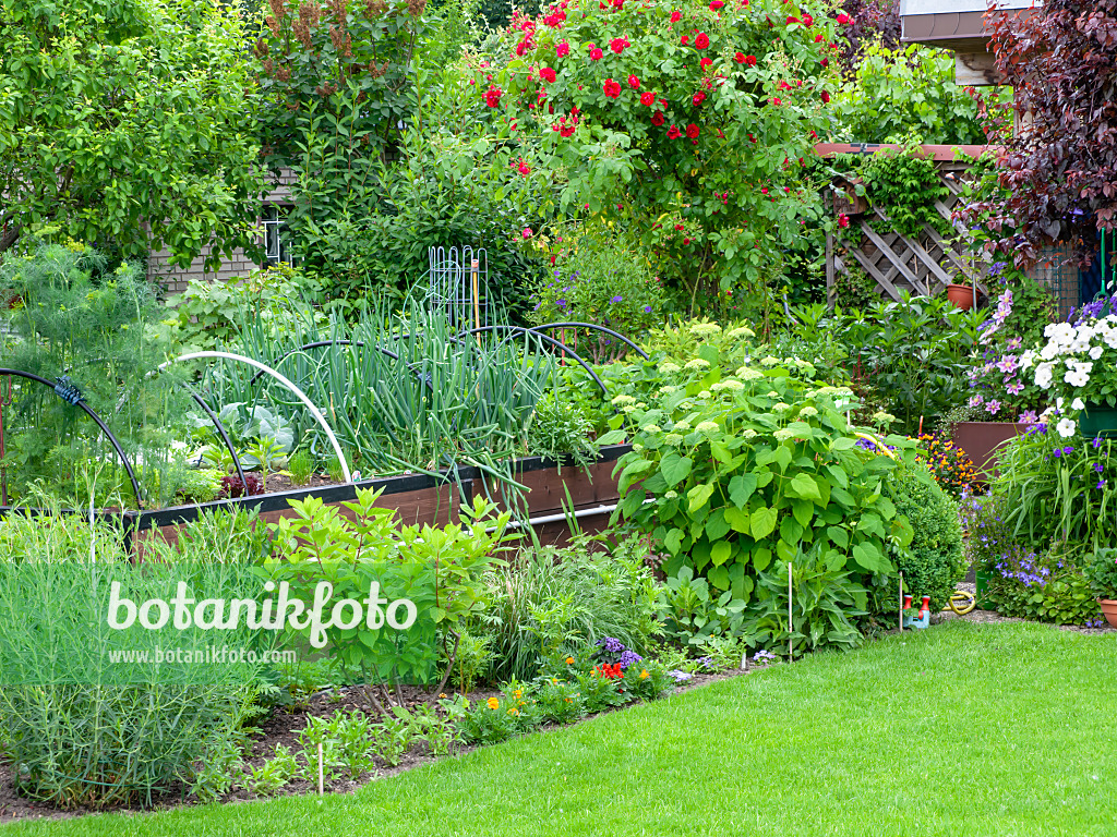 485157 - Raised bed with vegetables in an allotment garden