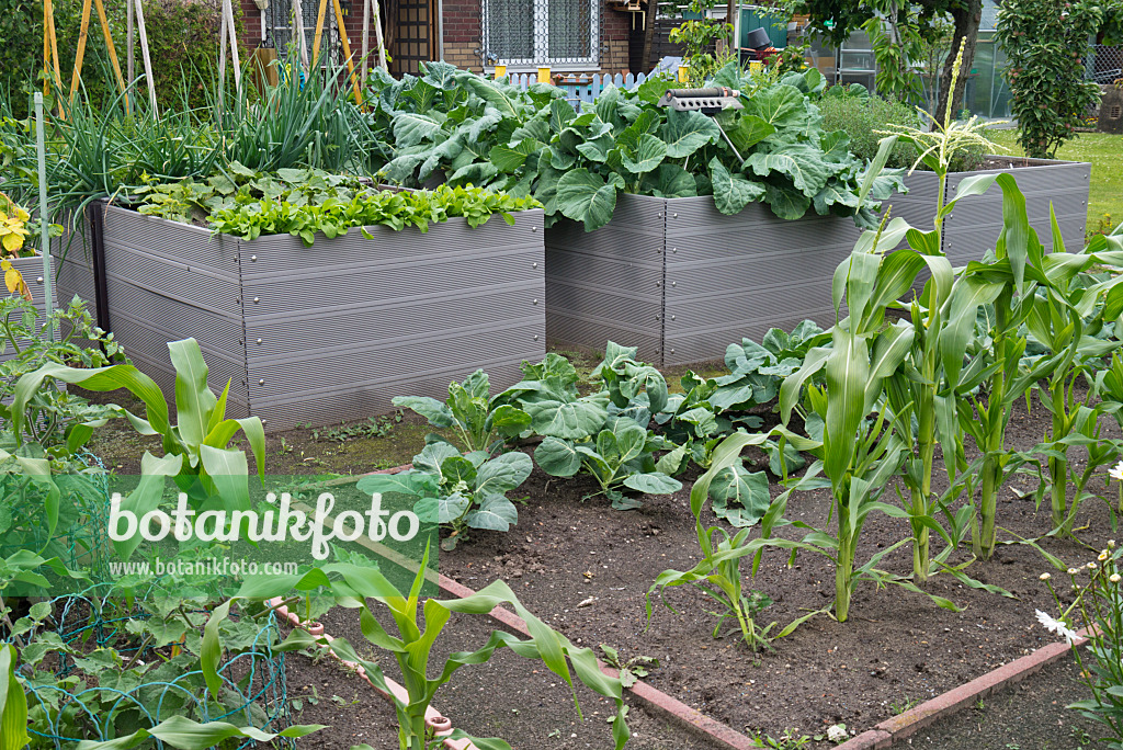 534260 - Raised bed with vegetables in an allotment garden