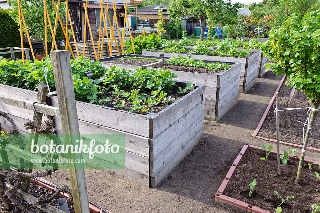 484140 - Raised beds in a vegetable garden